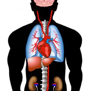 98TARGET (Spindicator Vital Organ)